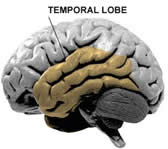 http://www.cnn.com/fyi/interactive/news/11/brain/temporal.jpg